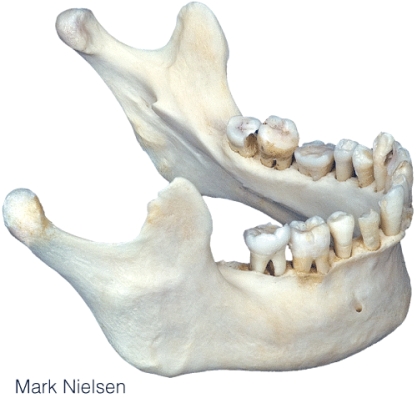 The illustrated bone is the _____.