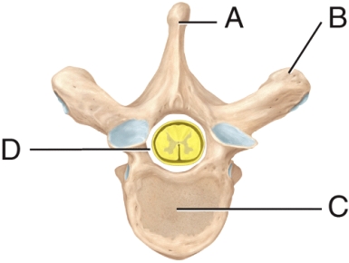 The label on the spinous process is _____.   A)  A B)  B C)  C D)  D