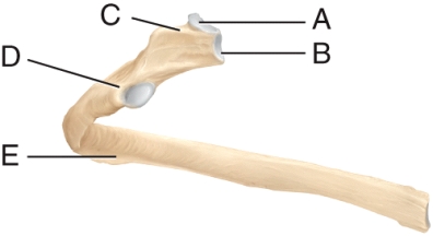 <strong>Identify the tubercle of the rib. </strong> A) A B) B C) C D) D E) E