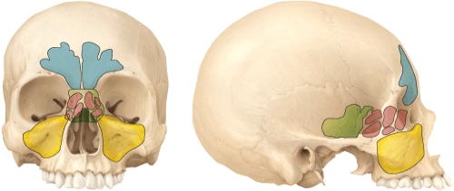Which cranial bone does not contain a paranasal sinus?   A)  Sphenoid B)  Frontal C)  Ethmoid D)  Maxilla E)  Occipital