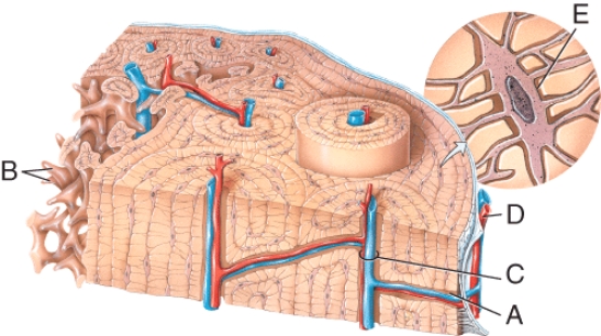 In the diagram of bone tissue, which label is on the central canal?   A)  A B)  B C)  C D)  D E)  E