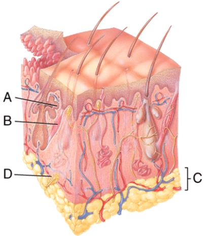 Name the specialized receptor indicated by D.
