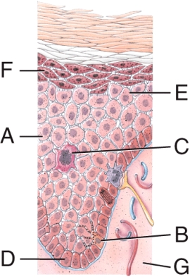 Identify the layer sometimes referred to as stratum germinativum because of its role in forming new cells.  
