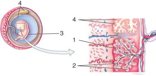 On the diagram, 2 is pointing to the   A)  maternal arteriole B)  fetal blood vessels C)  umbilical cord D)  intervillous space