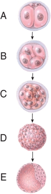 Which structure undergoes implantation into the uterine endometrium?   A)  A B)  B C)  C D)  D E)  E