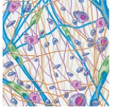 The name of this tissue is _____.  