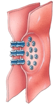Name the type of cellular junction.  
