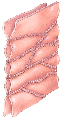 This type of cell junction would NOT be found in   A)  the urinary bladder B)  the lining of the stomach C)  cardiac muscle D)  the lining of the intestines