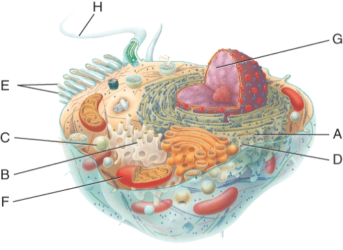 <strong>Which letter identifies the organelle in the liver responsible for detoxification? </strong> A) A B) B C) H D) I