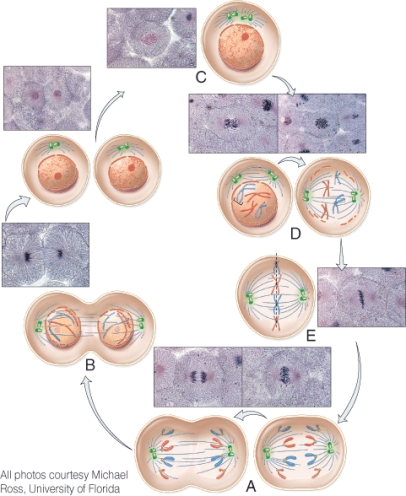 <strong>During which phase do centromeres divide so that the sister chromatids separate? </strong> A) A B) B C) C D) D E) E