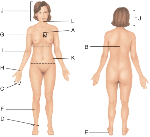 Which letter is pointing to the thoracic region?   A)  C B)  F C)  K D)  M