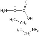 Match the following. -  A) aspartic acid B) lysine C) glycine D) phenylalanine E) serine F) alanine