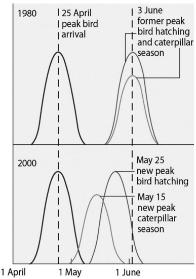   Figure 42.3 Use the graph in Figure 43.3 and the information provided in the paragraph below to answer the following questions. Flycatcher birds that migrate from Africa to Europe feed their nestlings a diet that is almost exclusively moth caterpillars.The graph in Figure 43.3 shows the mean (peak) dates of bird arrival,bird hatching,and caterpillar season for the years 1980 and 2000. -The shift in the peak of caterpillar season between 1980 and 2000 is most likely due to A) pesticide use in the area. B) earlier flycatcher migration. C) global climate change. D) acid precipitation in Europe.