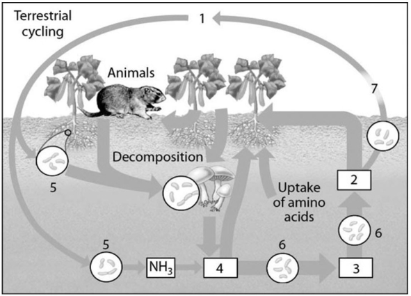   Figure 42.3 -In the diagram of the nitrogen cycle in Figure 42.3,which number represents nitrogen-fixing bacteria? A) 5 B) 6 C) 7 D) 1