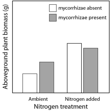 Please use the following information to answer the questions below. A scientist conducts an experiment to quantify the effect of mycorrhizae and soil nitrogen levels on plant growth in a grassland.The experiment has four treatments: (1) mycorrhizae present and ambient levels of nitrogen, (2) mycorrhizae present and nitrogen added, (3) mycorrhizae absent and ambient levels of nitrogen,and (3) mycorrhizae absent and nitrogen added.After four weeks,the scientist removes the aboveground plant material for weighing.    Figure 42.4 -What is the dependent variable in the experiment shown in Figure 42.4? A) net primary productivity B) total biomass of heterotrophs C) net secondary productivity D) total biomass of autotrophs