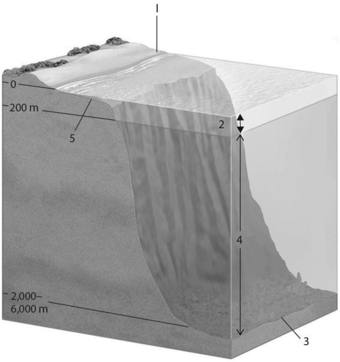 Figure 40.2 shows a generalized cross section of the marine environment with various zones labeled with letters.Choose the number that best answers the question(s) .    Figure 40.2 -Which zone has a condition of constant temperature? A) 1 B) 2 C) 3 D) 4 E) 5