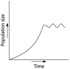 Which of the following graphs illustrates the growth curve of a small population of rodents that has grown to reach a static carrying capacity? A)    B)    C)    D)    E)   
