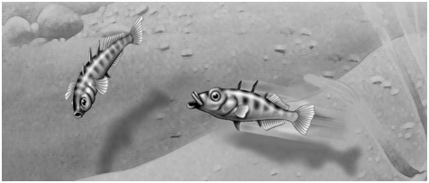   Figure 39.3 In the territorial behavior of the stickleback fish,the red belly of one male that elicits attack from another male is functioning as a A) pheromone. B) sign stimulus. C) fixed action pattern. D) hormone.