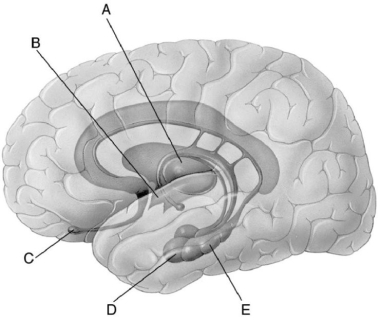   Figure 38.1 -A person is having trouble deciphering emotions.Which structure labeled in Figure 38.1 would be affected? A) A B) B C) C D) D E) E