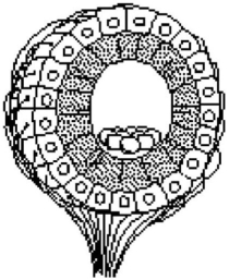   Figure 38.2 -The structure diagrammed in Figure 38.2 is a(n)  A) rod. B) statocyst. C) taste bud. D) cone. E) olfactory bulb.