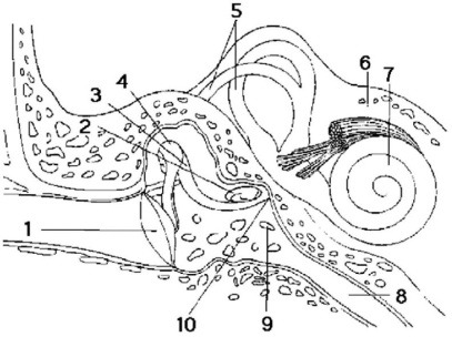   Figure 38.3 -The structure involved in equalizing the pressure between the ear and the atmosphere is represented in Figure 38.3 by number A) 7)  B) 1)  C) 8)  D) 9)  E) 10.