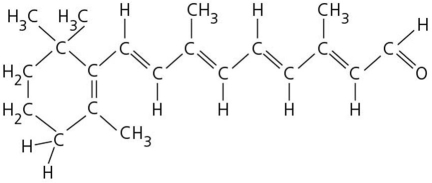This is the trans isomer of retinal.Where would it be bound to the opsin protein,and why?   A) Retinal would be found at the cytosolic side of opsin because it is hydrophilic. B) Retinal would be found at the cytosolic side of opsin because it is mostly hydrophobic. C) Retinal would be found in the transmembrane core of opsin because it is mostly hydrophobic. D) Retinal would be found in the transmembrane core of opsin because it is hydrophilic.