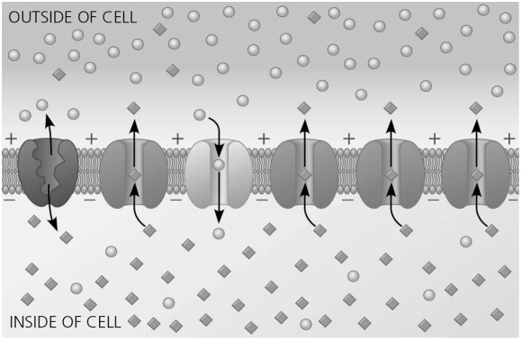   Figure 37.2 -Figure 37.2 shows many channels in a neuron membrane.The channel third from the left is a voltage-gated sodium channel.What would happen if this channel became blocked and thus unable to function? A) The cell's membrane potential would not change. B) The cell would hyperpolarize. C) The cell would depolarize.
