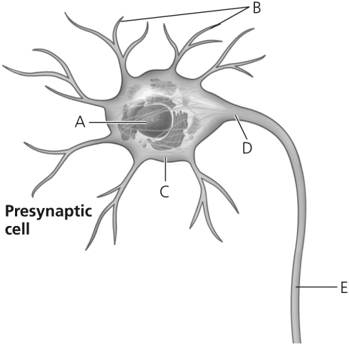   Figure 37.2 -Suppose you are studying a toxin from a new species of poisonous snake,and you find that neurons exposed to the toxin can initiate action potentials,but they cannot send electrical signals to other neurons.What structure in Figure 37.2 is the toxin targeting? A) A B) B C) C D) D E) E