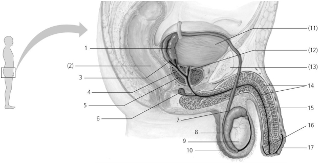   Figure 36.2 -What would be the effect if structure 6 in Figure 36.2 was surgically removed? A) Sperm would not be produced. B) The male sexual response would not occur. C) Ejaculations would not occur. D) Clear mucus would not be present in the semen.