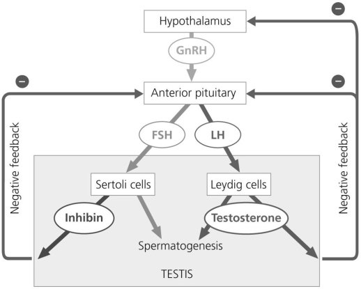   Figure 36.3 According to Figure 36.3,what is a likely consequence if one or both negative feedback loops do not function properly? A) Androgen levels will not be maintained at optimal levels. B) Estrogen levels will not be maintained at optimal levels. C) Oogenesis will not occur as frequently. D) Mammalian reproduction will cease.