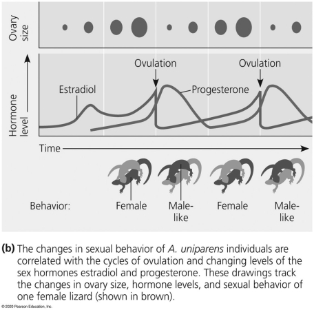   -The lizard species A.uniparens experiences varying sexual reproductive behaviors depending on hormone levels.The data in Figure 36.4b are shown for the brown lizard in the images.What do you think would happen to the brown lizard if progesterone levels stayed consistently low? A) The brown lizard would alternate between female and male-like. B) The brown lizard would always stay female. C) The brown lizard would always stay male-like.