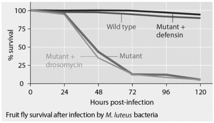 Fruit flies normally produce two types of antimicrobial peptides (defensin and drosomycin) .Mutant fruit flies were generated that produced no antimicrobial peptides,defensin only,or drosomycin only.Wild-type flies and the mutant flies were then tested for survival after infection with Neurospora crassa fungi or with Micrococcus luteus bacteria.The results are shown in Figures 35.1 and 35.2.   Figure 35.1   Figure 35.2 The results shown in Figures 35.1 and 35.2 support the hypothesis that A) the defensin gene exacerbates fungal infections in flies. B) the drosomycin gene protects flies from bacterial infection. C) wild-type flies with the full set of genes for antimicrobial peptides are highly susceptible to these infective agents. D) the presence of any single antimicrobial peptide protects against both infective agents.