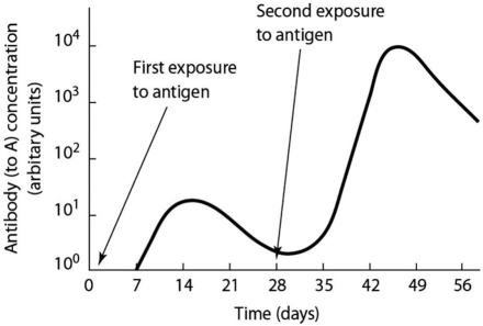 According to the graph,B cells will first produce effector cells   A) between 0 and 7 days. B) between 7 and 14 days. C) between 28 and 35 days. D) between 0 and 7 days and between 7 and 14 days. E) between 0 and 7 days and between 28 and 35 days.