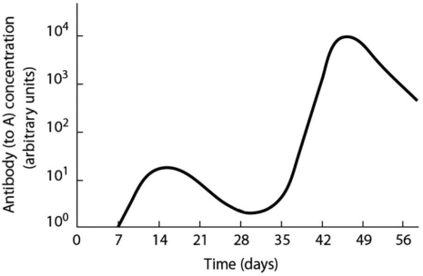 According to Figure 35.5,approximately when did a second exposure to antigen occur?   Figure 35.5 A) at 0 days B) at 7 days C) at 14 days D) at 28 days E) at 49 days