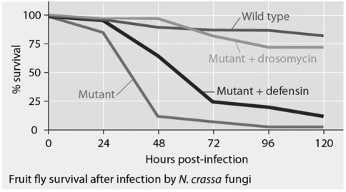 Fruit flies normally produce two types of antimicrobial peptides (defensin and drosomycin) .Mutant fruit flies were generated that produced no antimicrobial peptides,defensin only,or drosomycin only.Wild-type flies and the mutant flies were then tested for survival after infection with Neurospora crassa fungi.What statement about these data is true?   A) No wild-type fruit flies die after being infected by the fungi. B) Drosomycin protects fruit flies from N.crassi infections to a higher degree than does defensin. C) Defensin is effective at preventing fruit fly infection by all fungal species. D) After two days,approximately 65% of mutant + defensin fruit flies are dead.