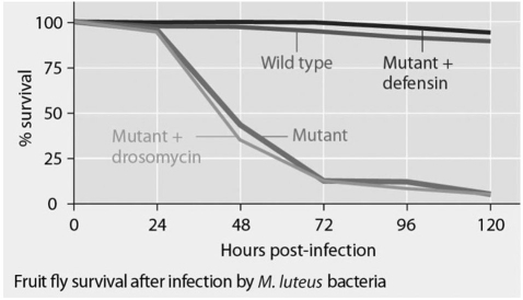 Fruit flies normally produce two types of antimicrobial peptides (defensin and drosomycin) .Mutant fruit flies were generated that produced no antimicrobial peptides,defensin only,or drosomycin only.Wild-type flies and the mutant flies were then tested for survival after infection with Micrococcus luteus bacteria.What statement about these data is true?   A) Drosomycin likely protects fruit flies by activating an adaptive immune response. B) Drosomycin and defensin are equally effective at protecting fruit flies from the bacterial infection. C) Defensin likely protects fruit flies by activating an innate immune response. D) After five days,greater than 90% of mutant fruit flies are dead.