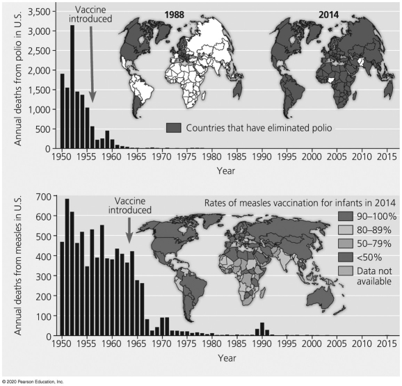 The figure below provides data for measles deaths and vaccinations.What can you conclude from these data?   A) The spike in measles deaths in 1990 was due to a lack of vaccinations. B) The rate of measles vaccinations increased between 1970 and 2015. C) Measles vaccination rates are the lowest in African countries. D) Measles deaths decreased between 1950 and 1960 due to the use of the measles vaccine.