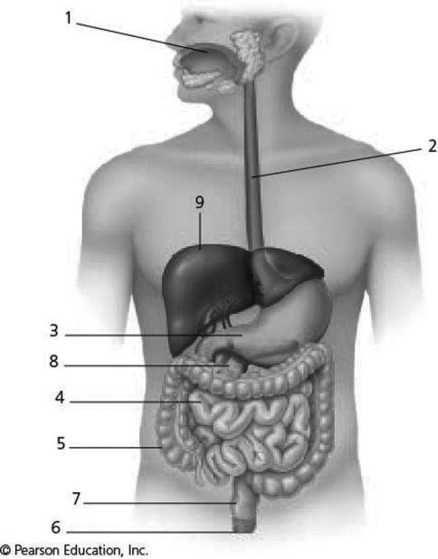 <strong> Examine the digestive system structures in the figure.The agent(s)that help emulsify fats are produced in location</strong> A)1) B)2) C)3) D)8) E)9)