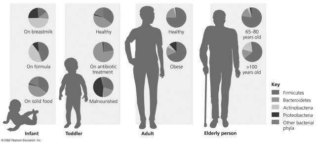   -Examine the figure above,which shows the proportional diversity of bacteria in the human microbiome.What can you conclude? A) There are more Firmicutes bacterial cells in an adult human than a toddler. B) There is a higher proportion of Proteobacteria in an obese adult than a healthy adult. C) The diet of an infant does not affect the microbiome of an infant. D) A high proportion of Actinobacteria cause people to live past 100 years old.