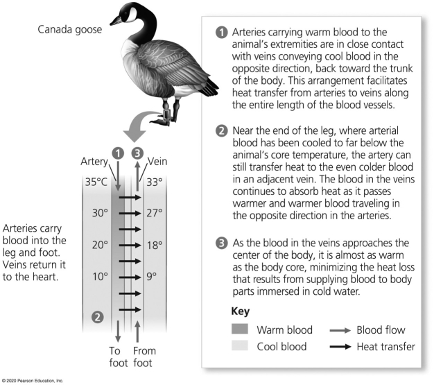   -The thin horizontal arrows in the figure show that A) the warmer arterial blood can bypass the legs as needed when the legs are too cold to function well. B) the warmer venous blood transfers heat to the cooler arterial blood. C) the warmer arterial blood transfers heat to the cooler venous blood. D) the arterial blood is always cooler in the abdomen,compared to the temperature of the venous blood in the feet of the goose. E) the goose's legs get progressively warmer as the blood moves away from the abdomen to the feet.