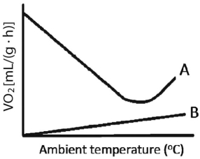 Researchers measure animals' oxygen consumption (VO<sub>2</sub>) as a way to quantify metabolic rate.A researcher measured the VO<sub>2</sub> for two animals,A and B,as function of ambient temperature and collected the data shown in the figure.One of the animals was an ectotherm,and one was an endotherm.Based on these data,which animal was the endotherm,and why?   A) Animal A is the endotherm because at colder temperatures endotherms need to warm themselves through their own metabolic activity. B) Animal A is the endotherm because endotherms do not need to regulate their own body temperature by changing metabolic activity. C) Animal B is the endotherm because at colder temperatures endotherms need to warm themselves through their own metabolic activity. D) Animal B is the endotherm because endotherms do not need to regulate their own body temperature by changing metabolic activity.