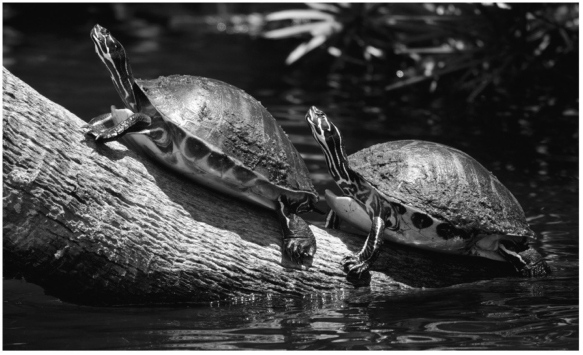 These turtles are sitting on a log being warmed by the sun and a warm breeze.What mode(s) of heat exchange are being used to warm their bodies?   A) radiation only B) conduction only C) radiation and convection only D) convection and conduction only