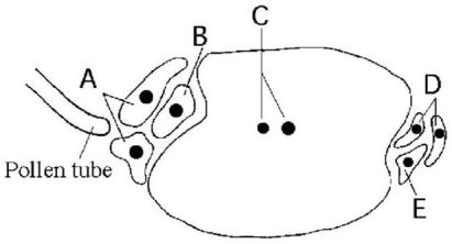 The following questions refer to the diagram of an embryo sac of an angiosperm shown in Figure 30.1.    Figure 30.1 -Based on Figure 30.1,which cell(s) guide(s) the pollen tube to the egg cell? A) A B) B C) C D) D