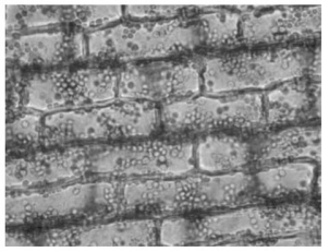   Figure 28.1 -Which of the following statements about the cells shown in the photograph in Figure 28.1 is true? A) They are parenchyma cells. B) They are photosynthetic. C) They are usually found in roots. D) They are phloem cells. E) They are parenchyma cells and photosynthetic.