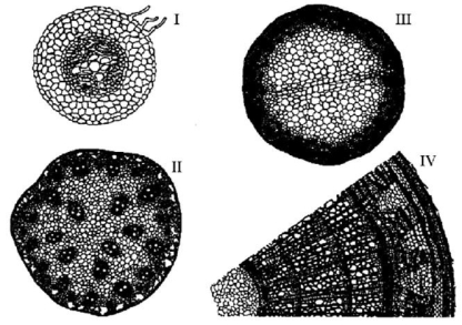   Figure 28.2 -A monocot stem is represented in Figure 28.2 by A) I only. B) II only. C) III only. D) IV only. E) both I and III.