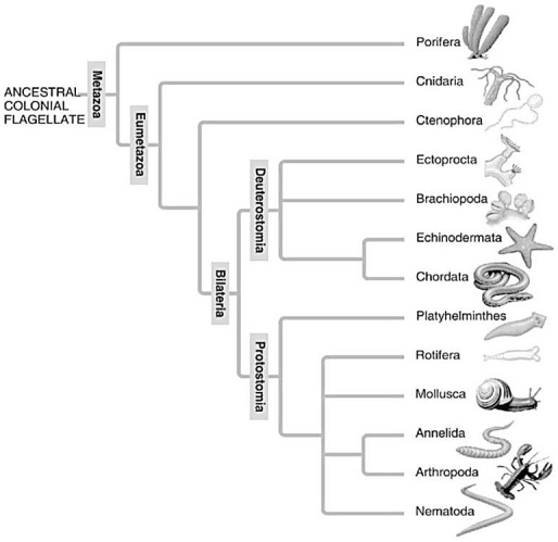   A: Morphological phylogeny.    B: Molecular phylogeny. -Which of the following is a point of conflict between the phylogenetic analyses presented in these two figures? A) the relationship of taxa of segmented animals to taxa of nonsegmented animals B) that sponges are basal animals C) that chordates are deuterostomes D) the evolutionary relationship between Nematoda and Arthropoda