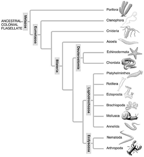   A: Morphological phylogeny.    B: Molecular phylogeny. -Which of the following is a point of conflict between the phylogenetic analyses presented in these two figures? A) the relationship of taxa of segmented animals to taxa of nonsegmented animals B) that sponges are basal animals C) that chordates are deuterostomes D) the evolutionary relationship between Nematoda and Arthropoda