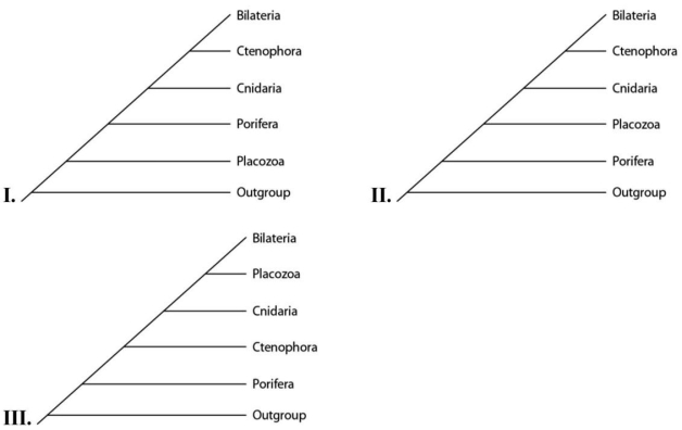 Please use the following information to answer the questions below. Placozoan evolutionary relationships to other animals are currently unclear,and different phylogenies can be created,depending on the characters used to infer relatedness.Placozoans are multicellular invertebrates with a simple structure of only two tissue layers and only four cell types.They have the smallest amount of DNA measured in any animal.In comparison,sponges have no tissues but about 20 cell types.One species of placozoans,Tp (Trichoplax adhaerens) ,produces a neuropeptide almost identical to one found in cnidarians.The genome of Tp,although the smallest of any known animal,shares many features of complex eumetazoan (even human!) genomes.The next three questions refer to the phylogenetic trees that follow.In the trees,the outgroup is a taxon that is outside the group of interest;members of the group of interest are more closely related to one another than to the outgroup.    -Which tree(s) has (have) been created by emphasizing genomic features of placozoans? A) I only B) II only C) III only D) I and II