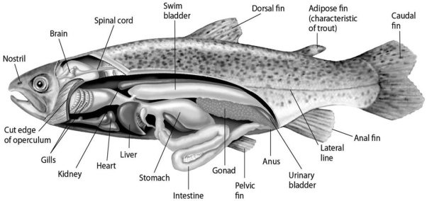 Please use the following information to answer the questions below.    Figure 27.2 Fishes that have swim bladders can regulate their density and thus their buoyancy.There are two types of swim bladder: physostomous and physoclistous.The ancestral version is the physostomous version,in which the swim bladder is connected to the esophagus via a short tube (Figure 27.2) .The fish fills this version by swimming to the surface,taking gulps of air,and directing them into the swim bladder.Air is removed from this version by  belching.  The physoclistous version is more derived and has lost its connection to the esophagus.Instead,gas enters and leaves the swim bladder via special circulatory mechanisms within the wall of the swim bladder. -The presence of a swim bladder allows the typical ray-finned fish to stop swimming and still A) effectively circulate its blood. B) be highly maneuverable. C) use its swim bladder as a respiratory organ. D) not sink.