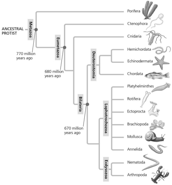 In the figure below,the Deuterostomia clade is most closely related to which two main clades?   A) Ctenophora and Cnidaria B) Lophotrochozoa and Ecdysozoa C) Cnidaria and Platyhelminthes D) Echinodermata and Hemichordata